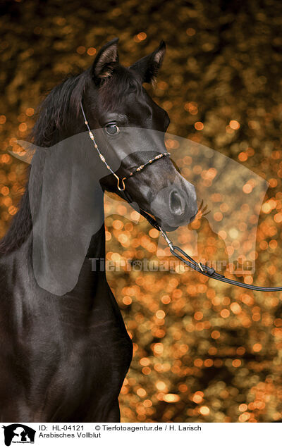 Arabisches Vollblut / Arabian Horse / HL-04121