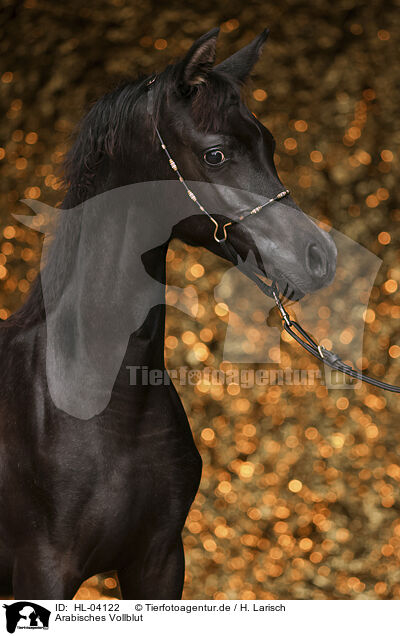 Arabisches Vollblut / Arabian Horse / HL-04122