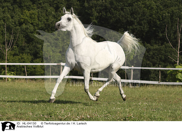 Arabisches Vollblut / Arabian Horse / HL-04130