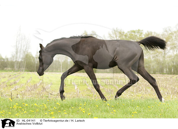 Arabisches Vollblut / Arabian Horse / HL-04141