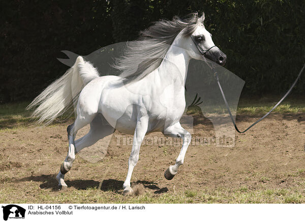 Arabisches Vollblut / Arabian Horse / HL-04156