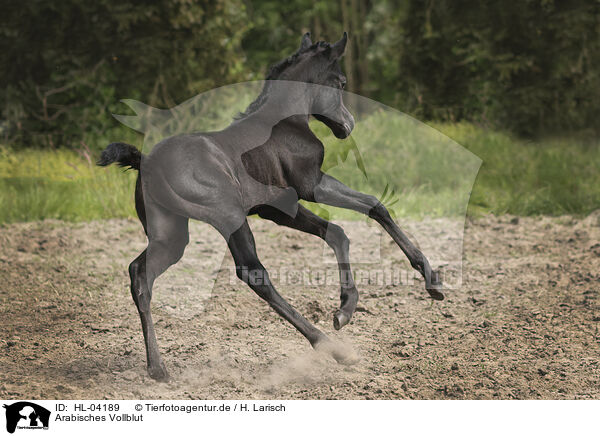 Arabisches Vollblut / Arabian Horse / HL-04189