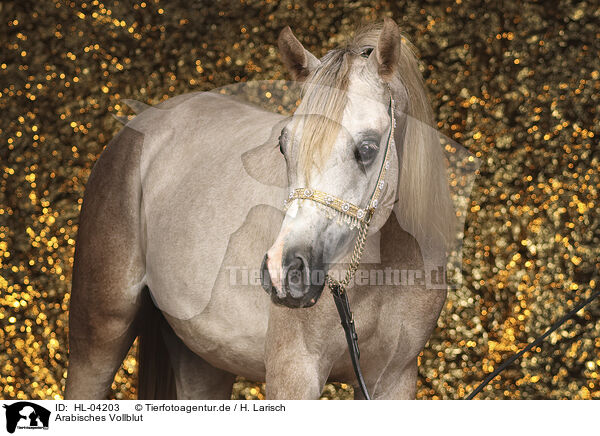 Arabisches Vollblut / Arabian Horse / HL-04203