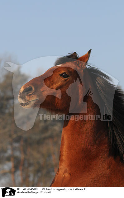 Arabo-Haflinger Portrait / Arabo-Haflinger Portrait / AP-04590