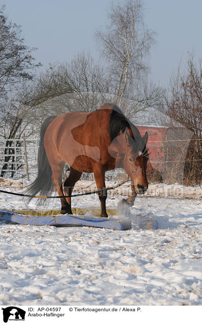 Arabo-Haflinger / AP-04597