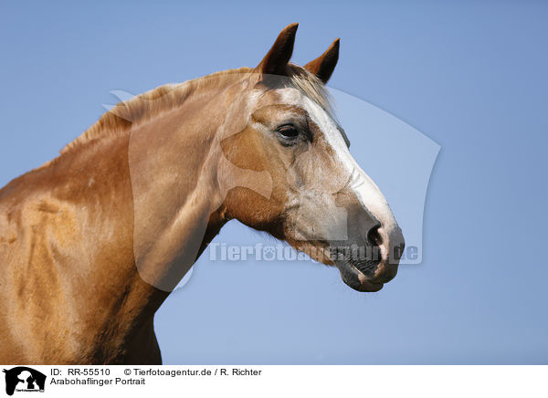 Arabohaflinger Portrait / RR-55510