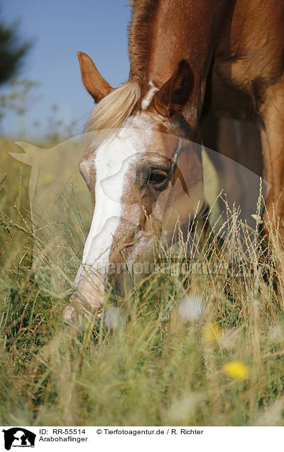 Arabohaflinger / horse / RR-55514