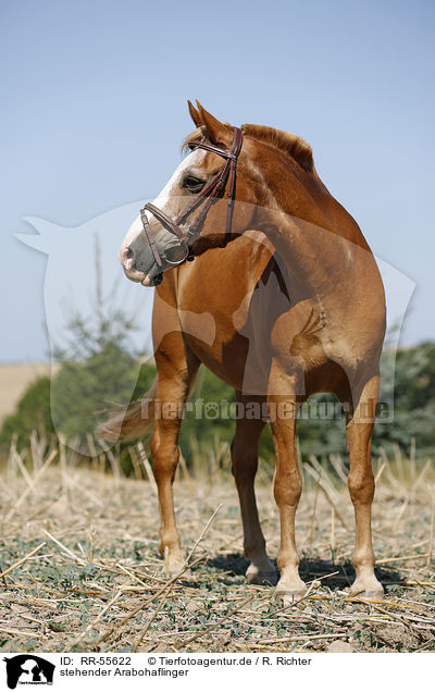 stehender Arabohaflinger / standing horse / RR-55622