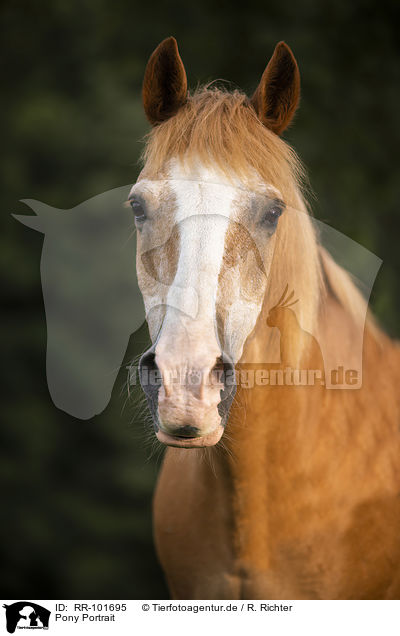 Pony Portrait / Pony portrait / RR-101695