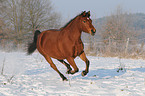 rennender Arabo-Haflinger