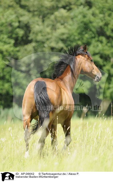 trabender Baden-Wrttemberger / trotting horse / AP-06642