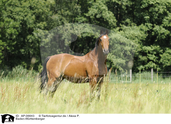 Baden-Wrttemberger / Wuerttemberg Horse / AP-06643