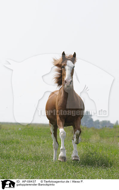 galoppierender Barockpinto / galloping Barockpinto / AP-08437