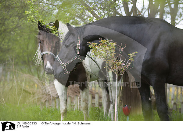 2 Pferde / 2 horses / NS-06333