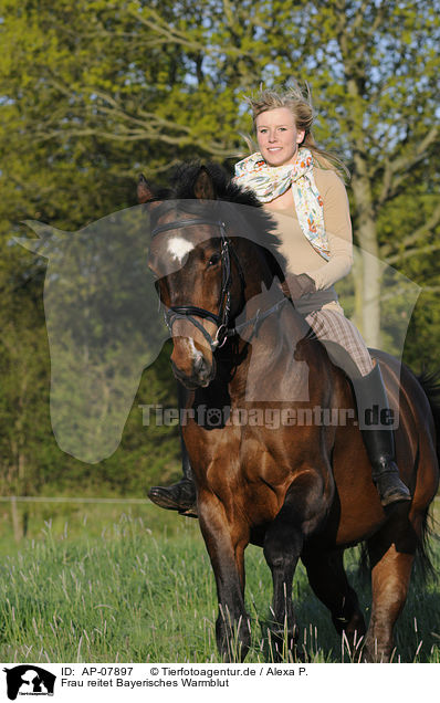 Frau reitet Bayerisches Warmblut / woman rides Bavarian warmblood / AP-07897