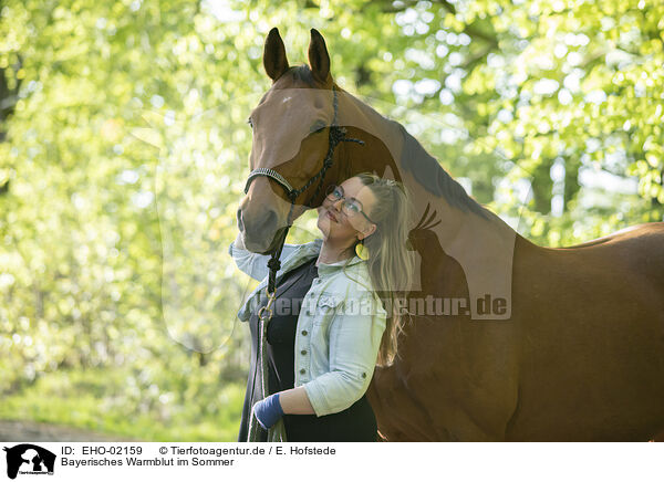 Bayerisches Warmblut im Sommer / German riding horse in summer / EHO-02159