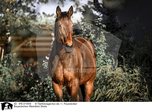 Bayerisches Warmblut Stute / Bavarian Warmblood / IFE-01659