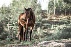 Bayerisches Warmblut Stute