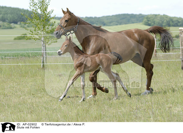 Stute mit Fohlen / mare with foal / AP-02902