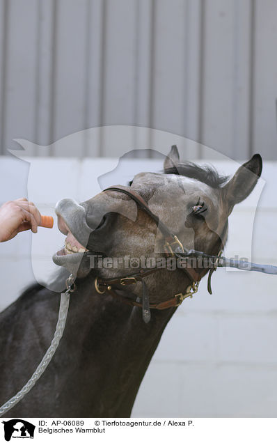 Belgisches Warmblut / belgian warmblood / AP-06089