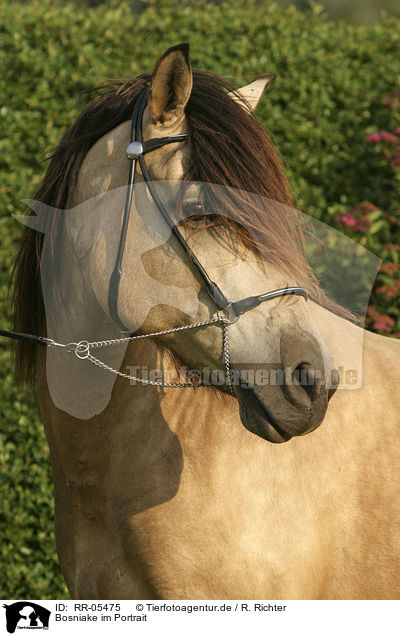Bosniake im Portrait / Bosnian Bosniak Horse Portrait / RR-05475