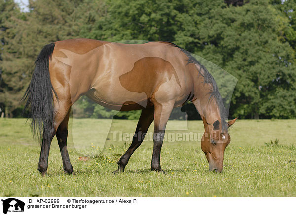 grasender Brandenburger / grazing horse / AP-02999