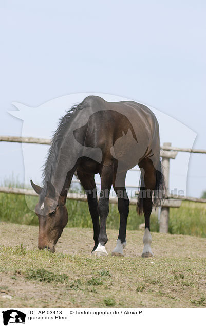 grasendes Pferd / AP-03418