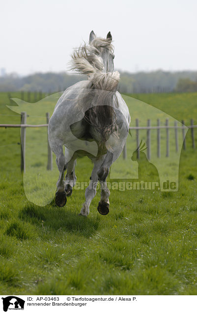 rennender Brandenburger / running horse / AP-03463