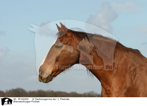 Brandenburger Portrait / brandenburg warmblood portrait / IP-02202