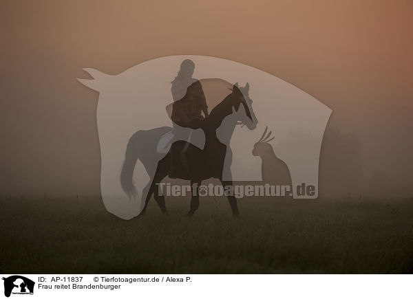 Frau reitet Brandenburger / woman rides warmblood / AP-11837