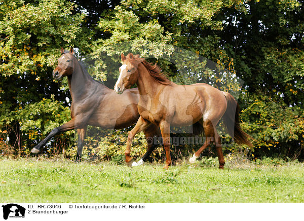 2 Brandenburger / 2 Brandenburg Horses / RR-73046