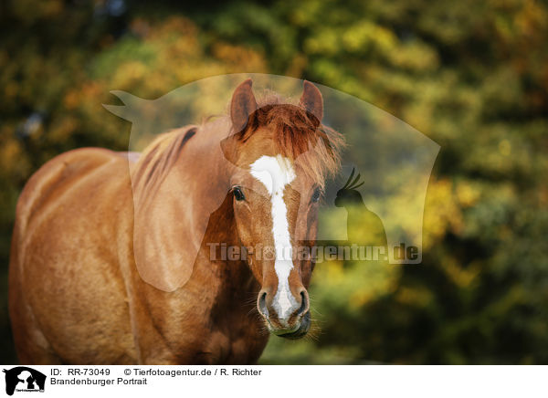 Brandenburger Portrait / Brandenburg Horse Portrait / RR-73049