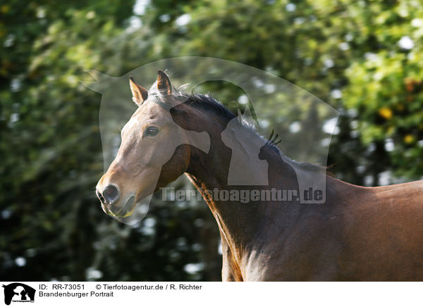 Brandenburger Portrait / Brandenburg Horse Portrait / RR-73051