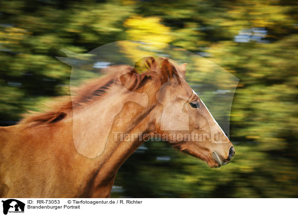 Brandenburger Portrait / Brandenburg Horse Portrait / RR-73053