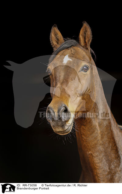Brandenburger Portrait / Brandenburg Horse Portrait / RR-73056