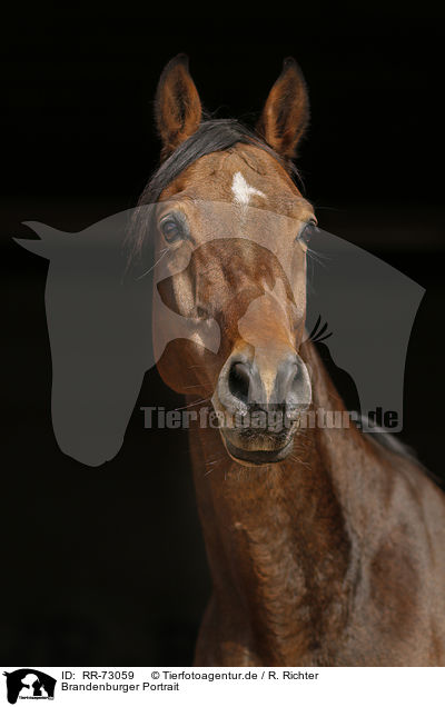 Brandenburger Portrait / Brandenburg Horse Portrait / RR-73059