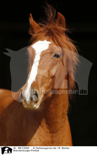Brandenburger Portrait / Brandenburg Horse Portrait / RR-73060