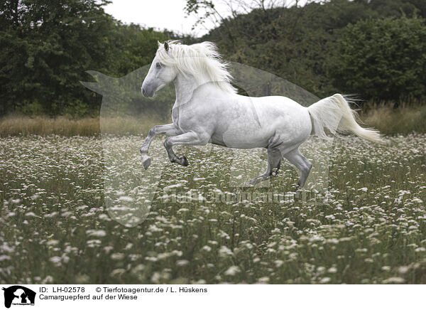 Camarguepferd auf der Wiese / Camarguehorse in the meadow / LH-02578