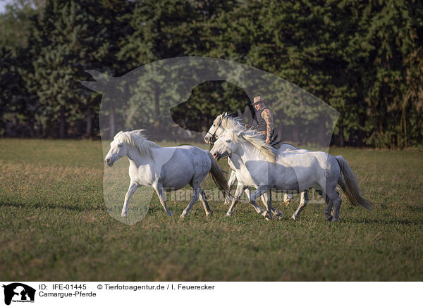 Camargue-Pferde / Camarguehorses / IFE-01445