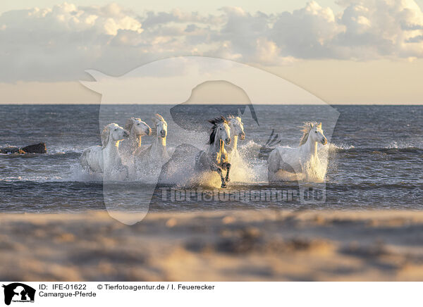 Camargue-Pferde / Camargue Horses / IFE-01622