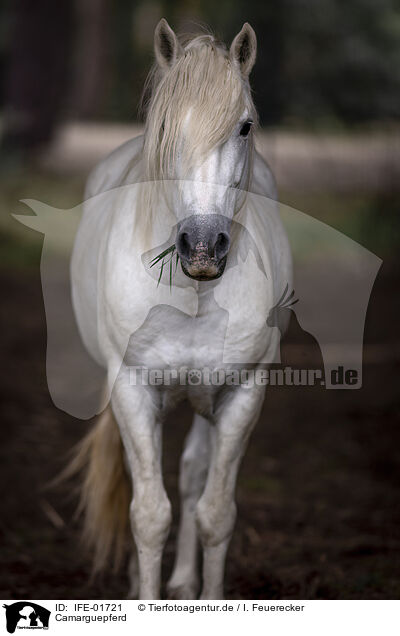 Camarguepferd / IFE-01721