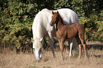 stehende Camargue-Pferd