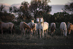 Camargue-Pferde