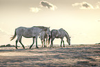 Camargue-Pferde