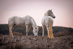 Camargue-Pferde