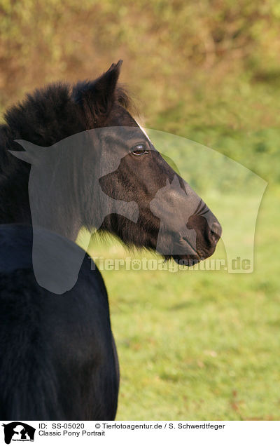 Classic Pony Portrait / Classic Pony Portrait / SS-05020