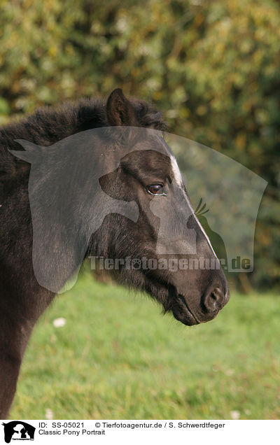 Classic Pony Portrait / Classic Pony Portrait / SS-05021