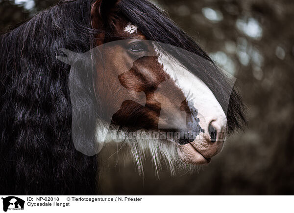 Clydesdale Hengst / Clydesdale stallion / NP-02018