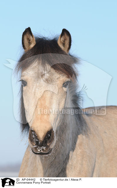 Connemara Pony Portrait / Connemara Pony Portrait / AP-04442