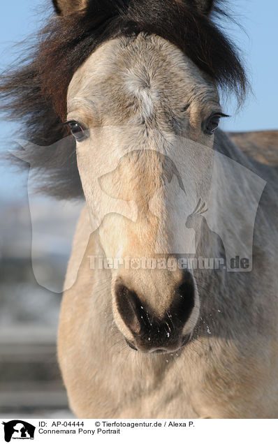 Connemara Pony Portrait / Connemara Pony Portrait / AP-04444